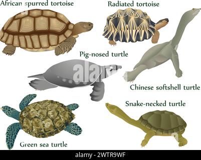 Collection of turtles: pig-nosed turtle, snake-necked turtle, chinese softshell turtle, african spurred tortoise, radiated tortoise, green sea turtle Stock Vector