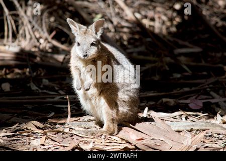 the tammar wallaby has a grey body with tan arms and a white stripe on its face.  It has a black nose and long eyelashes Stock Photo