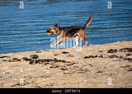 Red and black haired dog carries a tennis ball in his mouth at the water's edge on a beach in Chapela, Pontevedra, Spain Stock Photo