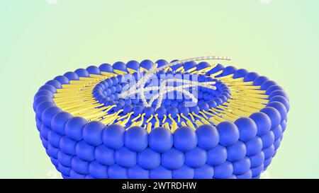 3d rendering of DNA helixes inside of liposome Stock Photo