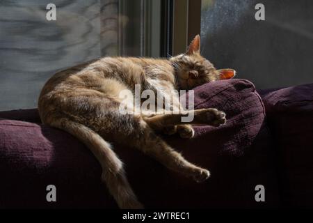 A ginger tabby cat sleeping in the sunlight, on the backrest of a sofa. Stock Photo
