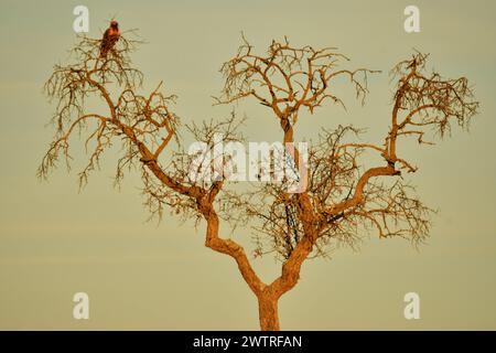 A big bird resting on a barren tree branch Stock Photo