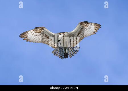 Osprey (Pandion haliaetus) hovering for fishing with blue sky, Lake Apopka, Florida, USA. Stock Photo