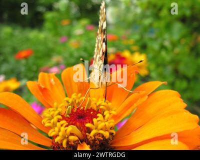 close-up of Monarch Butterfly feeds on the yellow Zinnia flower  at the meadow   in summer day Stock Photo