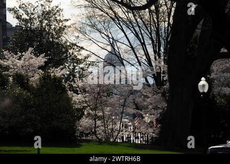 Washington, United States. 19th Mar, 2024. The Capitol and cherry blossoms, seen from the White House in Washington, DC, March 19, 2024. Credit: Chris Kleponis/Pool via CNP Credit: Abaca Press/Alamy Live News Stock Photo