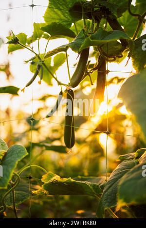 Close-up of ripening cucumbers and leaves in a farmer greenhouse in sunlight. Fresh juicy green fruits grow in an organic summer garden. Seasonal vege Stock Photo