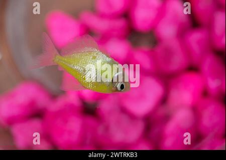 Dead goldfish in aquarium floating on top close up view Stock Photo