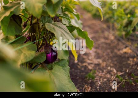 Close-up of ripening blue eggplant fruits and leaves in a farmer greenhouse. Eggplants grow in an organic summer garden. Green rows of spiced vegetabl Stock Photo