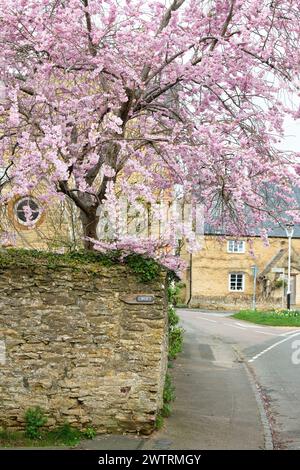 Prunus. Cherry tree blossom in the village of Charlton, Northamptonshire, England Stock Photo