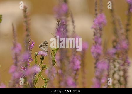 Butterfly among pink flowers. Balkan Marbled White, Melanargia larissa. Stock Photo