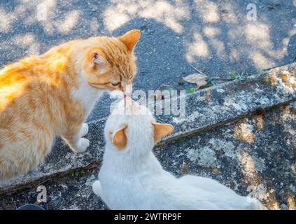 Cat and kitten in contact. Stock Photo