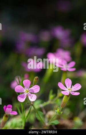 Wild geranium is in the Geraniaceae, Geranium family. Stock Photo