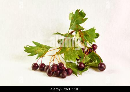 Hawthorn (fruit of the common hawthorn, Crataegus pentagyna) Stock Photo