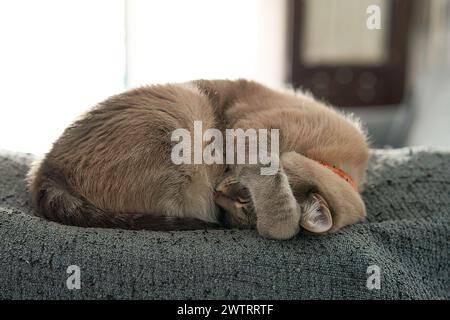 A sleeping cat peacefully rests on a bed with closed eyes Stock Photo