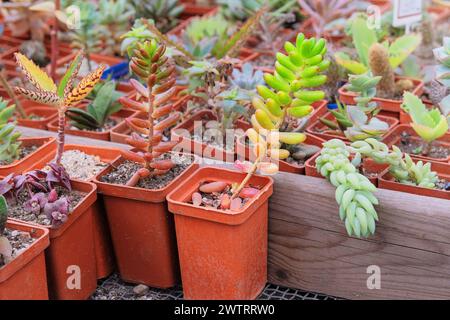 Various green cactus with spikes and succulent plants in small pots. Tropical plants sold in store. Stock Photo