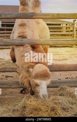 Camel eating hay at zoo. Keeping wild animals in zoological parks. Camels can survive for long periods without food or drink. Stock Photo