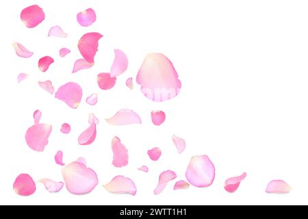 Rose petals flying on white isolated background Stock Photo - Alamy