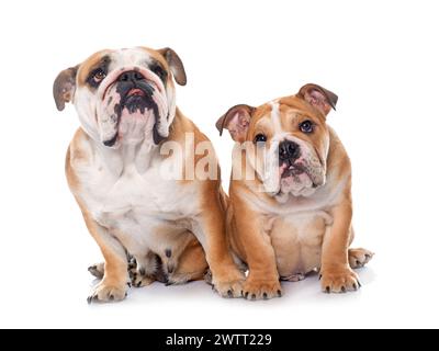 adult and puppy english bulldog in front of white background Stock Photo