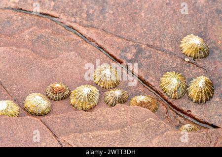 limpet shells on rocks Stock Photo