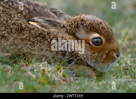 Mountain Hare (Lepus timidus) leveret, Cairngorm Mountains, Cairngorms National Park, Speyside, Scotland, June 2004 Stock Photo