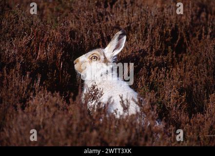 Mountain Hare (Lepus timidus) in spring on heather moorland and in process of moulting white winter coat, Lammermuir Hills, Berwickshire, Scotland Stock Photo