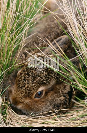 Mountain Hare (Lepus timidus) leveret hiding in grass tussock, Cairngorms, Scotland, June 2004 Stock Photo
