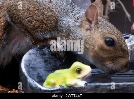 A gray Squirrel takes a drink at the bird feeder Stock Photo