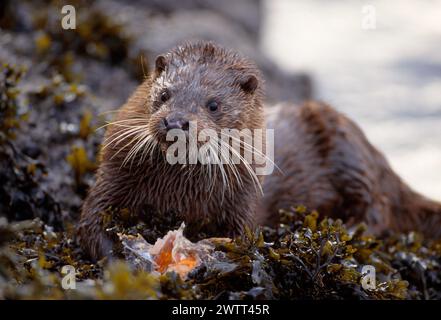 Otter (Lutra lutra) feeding on fish on shore of loch slapin, Isle of Skye, Scotland, December 1993 Stock Photo