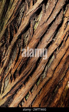 textured tree trunk bark background Stock Photo