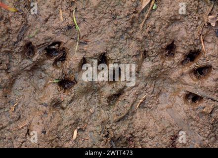 Otter (Lutra lutra) tracks in mud by river Whiteadder, Scottish Borders, Scotland March 1998 Stock Photo