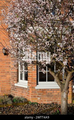 flowering ornamental cherry tree in front garden of house, norfolk, england Stock Photo