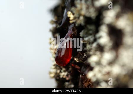 Drops of resin (gumflow, Gummosis) on the bark of a cherry tree Stock Photo