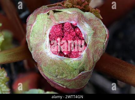 Close-up of a young rhubarb blooming bud in spring from above Stock Photo
