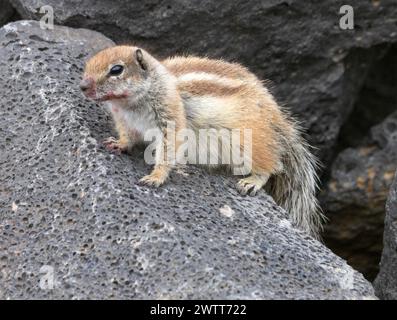 Barbary Ground Squirrel Atlantoxerus getulus, ElCotillo, Fuerteventure, Canary Islands, Spain. Stock Photo