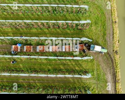 Harvesting apples in the orchard from above Stock Photo