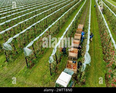 Aerial view of a lush green orchard with rows of young trees and a ...