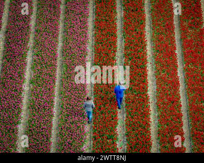 Flower bulb fields in bloom.  aerial view of working checking on the bulbs Stock Photo