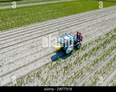 Aerial view of a lush green agricultural field with neat rows of young ...