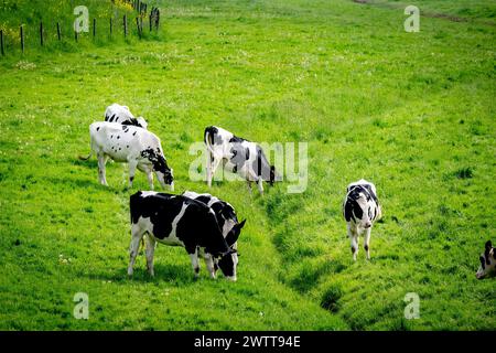 Cows grazing in a vibrant green pasture Stock Photo