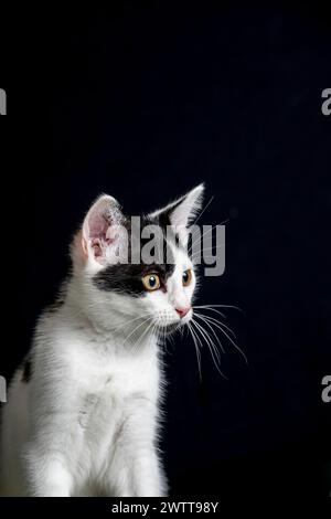 Cute black and white cat Stock Photo