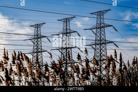 Electric pylons towering over a field of reeds under a cloudy sky. Stock Photo
