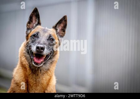 Dog looking at camera Stock Photo
