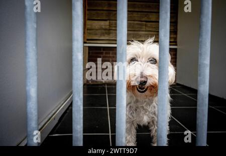 Cute dog standing in a kennel looking through the bars Stock Photo