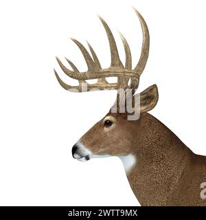 The herbivorous White-tailed deer lives in North and South America and is an abundant species. Stock Photo