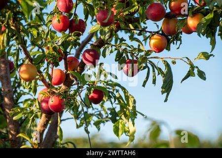 Ripe apples hanging from a tree on a sunny day Stock Photo