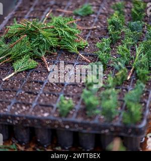 Young saplings sprouting in a planting tray ready for the next step of their growth journey. Stock Photo