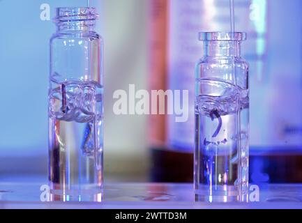 Two laboratory vials containing biological specimens in a blue-lit scientific setting Stock Photo