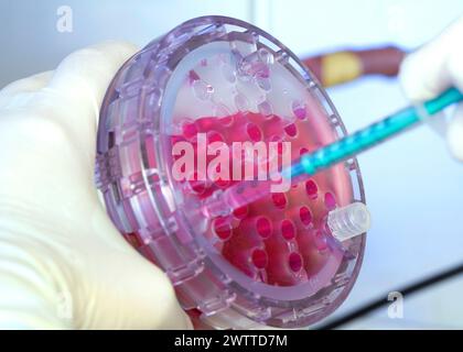 Scientist pipetting a red solution into a multi-well plate in a laboratory Stock Photo