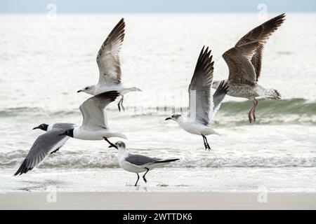 Seagulls taking flight along the shoreline at Jacksonville Beach, Florida. (USA) Stock Photo