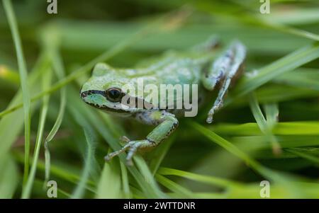 Green color morph Pacific Tree Frog camouflaging on grass. Joseph D. Grant County Park, Santa Clara County, California. Stock Photo